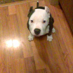 Meet your Posher, Frances